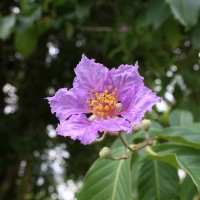 Lagerstroemia speciosa (L.) Pers.